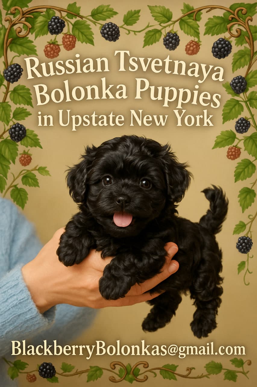 Current litter of 5 Bolonka puppies playing together