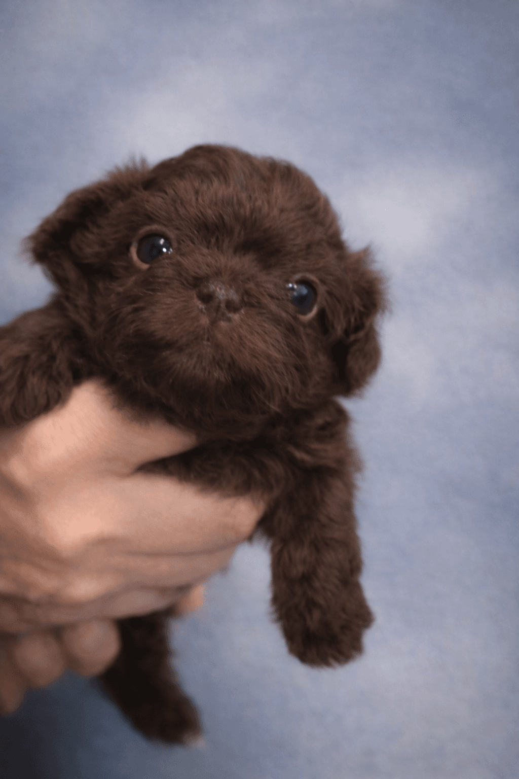 Boysenberry – Chocolate Brown male Russian Tsvetnaya Bolonka puppy for sale