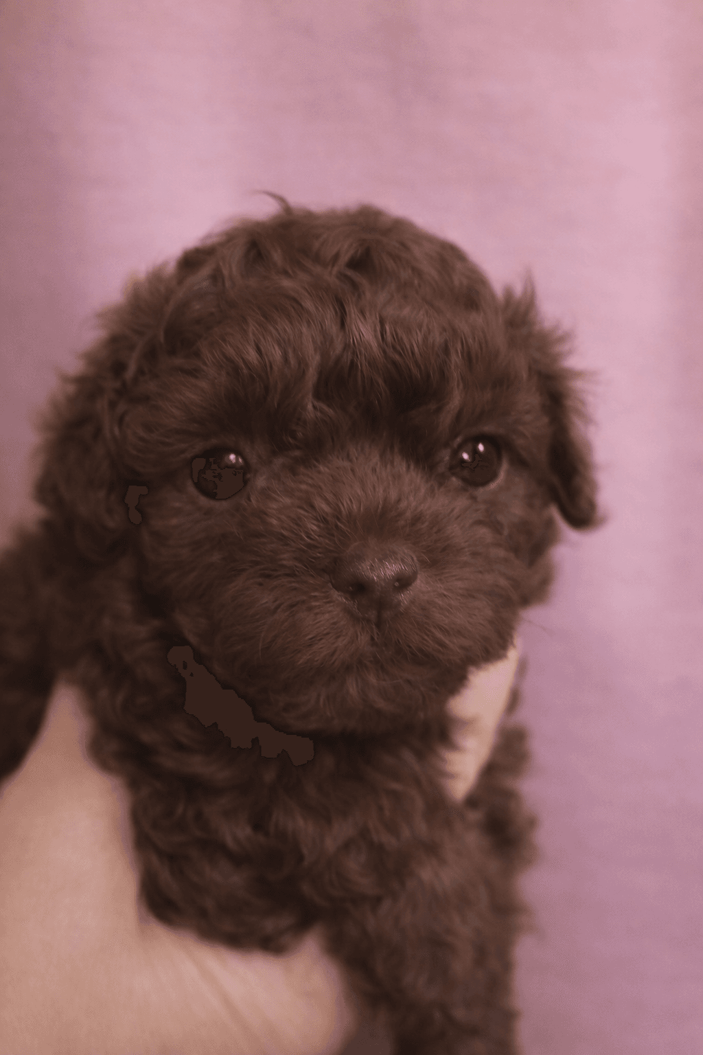 Marionberry – Chocolate Brown female Russian Tsvetnaya Bolonka puppy for sale
